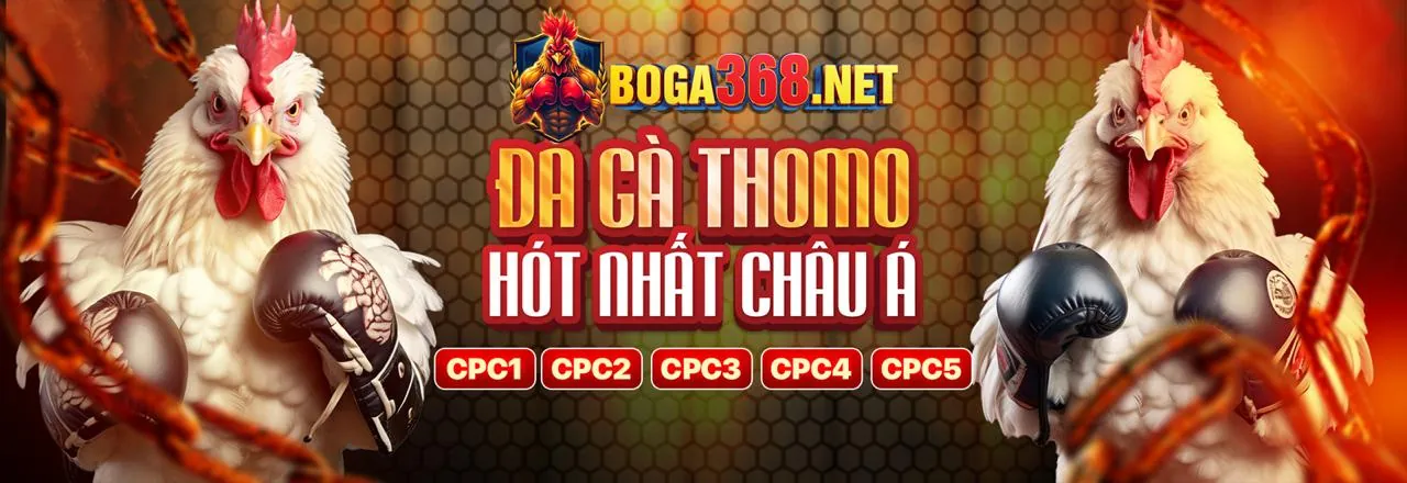 Gà chọi C3 và luật thi đấu chi tiết